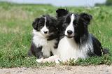 BORDER COLLIE 606